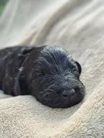 Coraline, a female Gordon Setter and Poodle - Standard  for sale in Holmen, WI – 5 of 6
