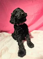 Coraline, a female Gordon Setter and Poodle - Standard  for sale in Holmen, WI – 3 of 6