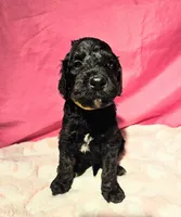 Wybie, a male Gordon Setter and Poodle - Standard  for sale in Holmen, WI – 3 of 4