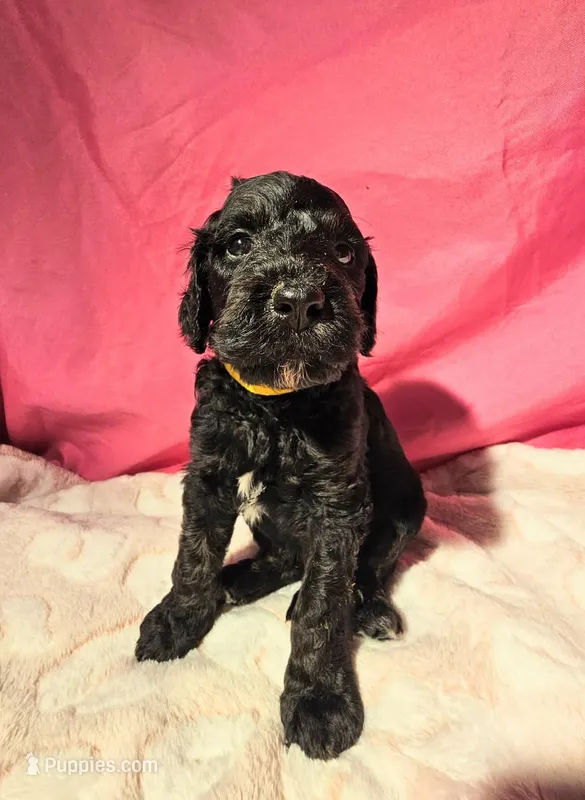 Wybie – Gordon Setter, Poodle - Standard  puppy for sale in Holmen, WI
