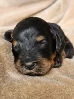 Ghost, a male Gordon Setter and Poodle - Standard  for sale in Holmen, WI – 6 of 6