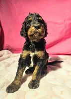 Mr. Bobinsky, a male Gordon Setter and Poodle - Standard  for sale in Holmen, WI – 3 of 6