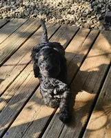 Dragon Fly, a male Goldendoodle for sale in Holmen, WI – 8 of 9