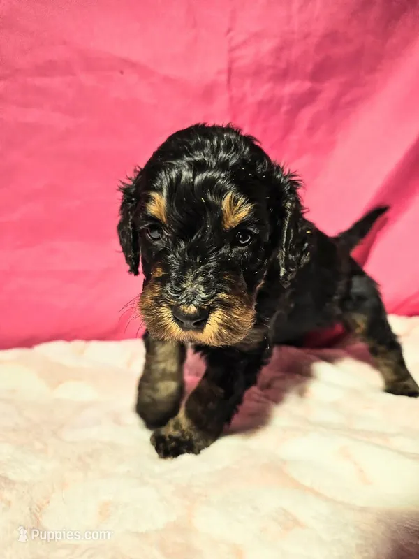 Ghost – Gordon Setter, Poodle - Standard  puppy for sale in Holmen, WI