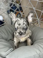 Merle boy, a male French Bulldog for sale in Saint Augustine, FL – 4 of 4