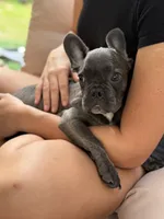 Puppy , a male French Bulldog for sale in Saint Augustine, FL – 7 of 8