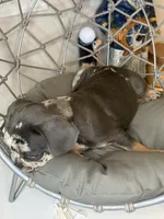 Merle female , a female French Bulldog for sale in Saint Augustine, FL – 2 of 7