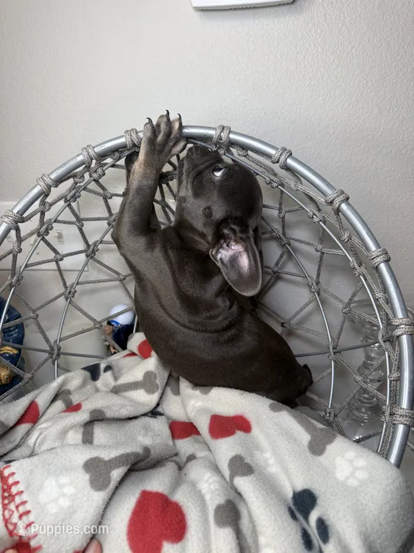 French bulldog 1 – French Bulldog puppy for sale in Saint Augustine, FL