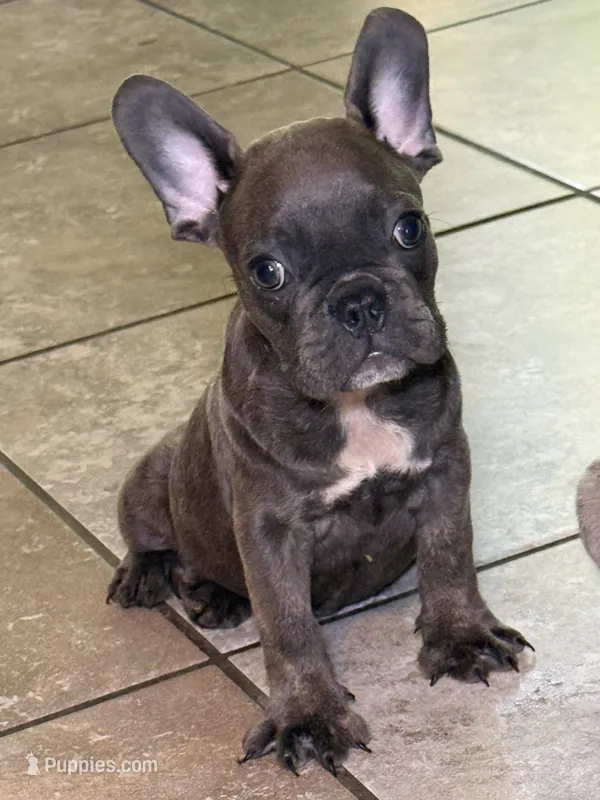 Puppy  – French Bulldog puppy for sale in Saint Augustine, FL