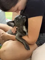 Puppy , a male French Bulldog for sale in Saint Augustine, FL – 2 of 8