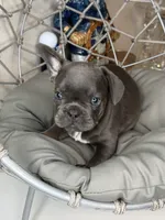 French bulldog 1, a female French Bulldog for sale in Saint Augustine, FL – 3 of 4