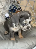Merle female , a female French Bulldog for sale in Saint Augustine, FL – 6 of 7