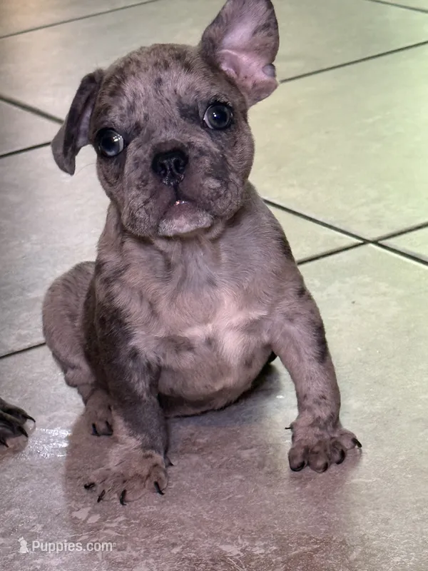Puppy  – French Bulldog puppy for sale in Saint Augustine, FL