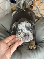 Merle female , a female French Bulldog for sale in Saint Augustine, FL – 4 of 7