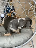 Merle female , a female French Bulldog for sale in Saint Augustine, FL – 3 of 7