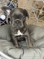 French bulldog 1, a female French Bulldog for sale in Saint Augustine, FL – 2 of 4