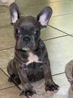 Puppy , a male French Bulldog for sale in Saint Augustine, FL – 2 of 4