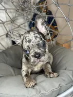 Merle boy, a male French Bulldog for sale in Saint Augustine, FL – 3 of 4