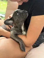 Puppy , a male French Bulldog for sale in Saint Augustine, FL – 8 of 8