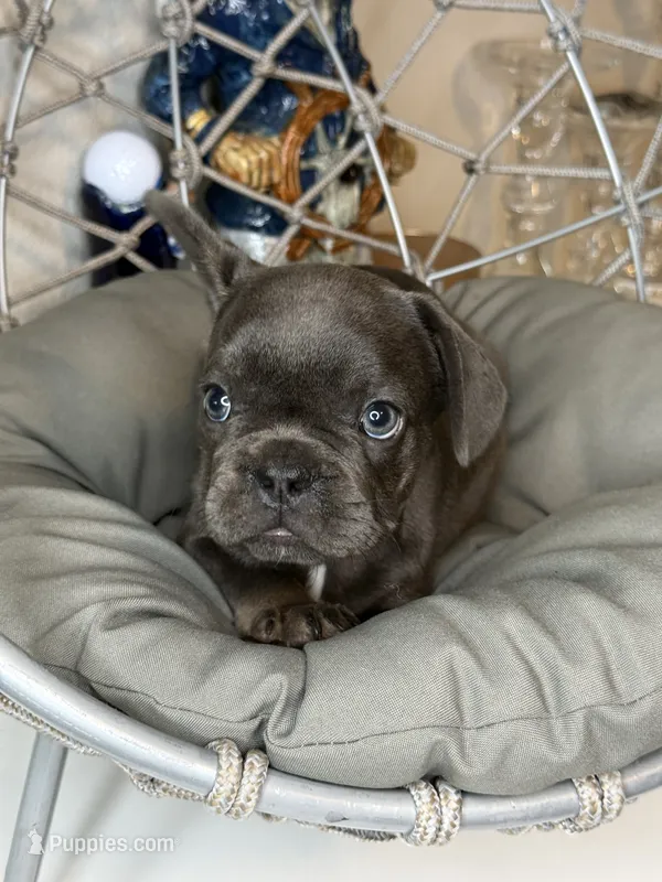 French bulldog 1 – French Bulldog puppy for sale in Saint Augustine, FL