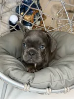 French bulldog 1, a female French Bulldog for sale in Saint Augustine, FL – 1 of 4