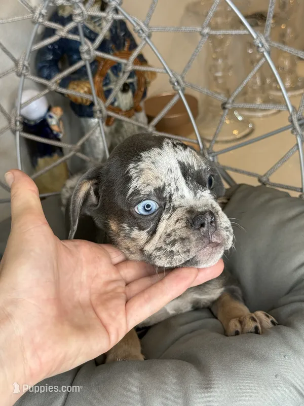 Merle female  – French Bulldog puppy for sale in Saint Augustine, FL