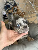 Merle female , a female French Bulldog for sale in Saint Augustine, FL – 1 of 7