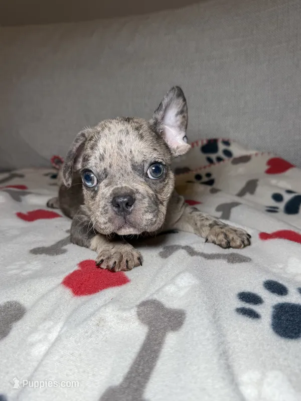 Puppy  – French Bulldog puppy for sale in Saint Augustine, FL