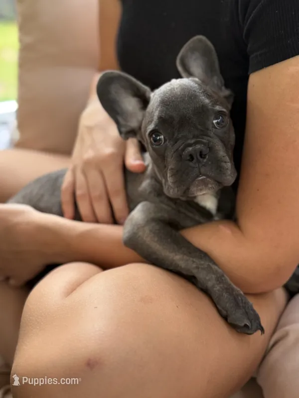 Puppy  – French Bulldog puppy for sale in Saint Augustine, FL