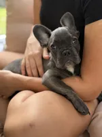 Puppy , a male French Bulldog for sale in Saint Augustine, FL – 1 of 8
