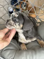 Merle female , a female French Bulldog for sale in Saint Augustine, FL – 5 of 7