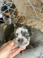 Merle female , a female French Bulldog for sale in Saint Augustine, FL – 7 of 7