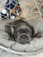 French bulldog 1, a female French Bulldog for sale in Saint Augustine, FL – 4 of 4