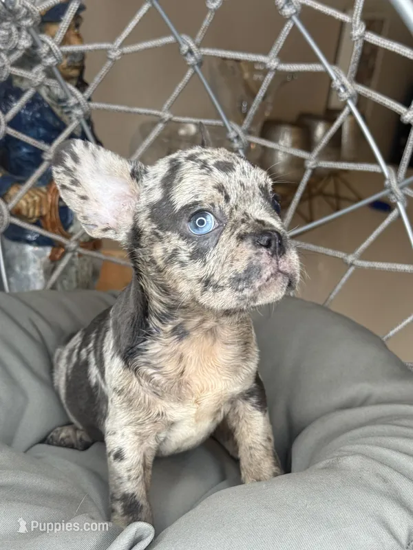 Merle boy – French Bulldog puppy for sale in Saint Augustine, FL
