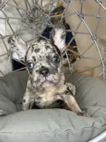 Merle boy, a male French Bulldog for sale in Saint Augustine, FL – 2 of 4