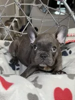 Puppy , a male French Bulldog for sale in Saint Augustine, FL – 4 of 4