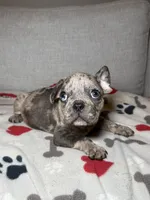 Puppy , a male French Bulldog for sale in Saint Augustine, FL – 2 of 3