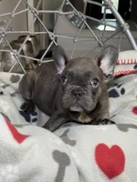 Puppy , a male French Bulldog for sale in Saint Augustine, FL – 3 of 4