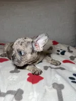 Puppy , a male French Bulldog for sale in Saint Augustine, FL – 3 of 3