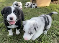 TEX, a male Border Collie for sale in Burleson, TX – 2 of 10