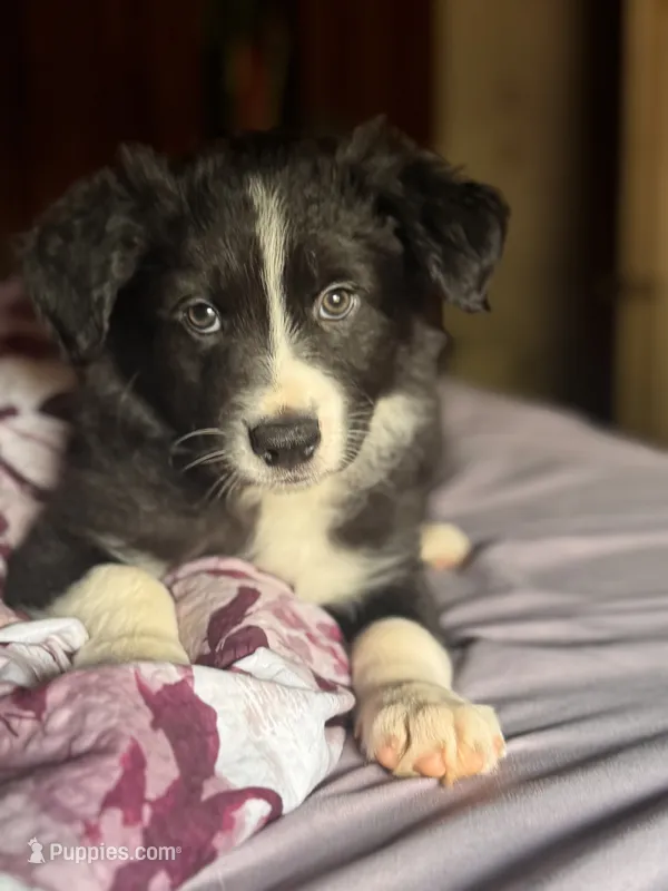 Aldo – Border Collie puppy for sale in Burleson, TX