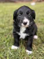 Marvin Aka “CHONK”, a male Border Collie for sale in Burleson, TX – 2 of 10
