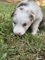 Mia, a female Border Collie for sale in Burleson, TX – 10 of 10