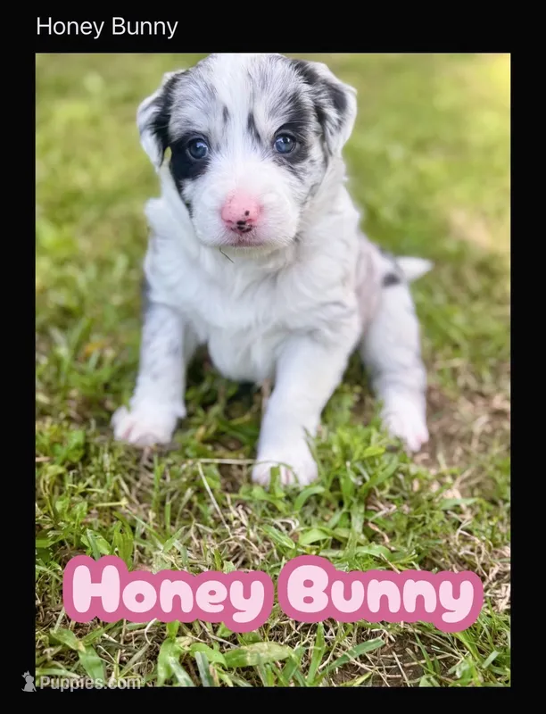 Honey Bunny – Border Collie puppy for sale in Burleson, TX