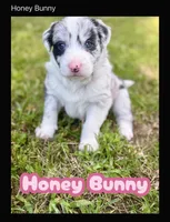 Honey Bunny, a female Border Collie for sale in Burleson, TX – 1 of 10