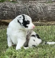 Jackie, a female Border Collie for sale in Burleson, TX – 2 of 10