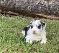 Honey Bunny, a female Border Collie for sale in Burleson, TX – 3 of 10