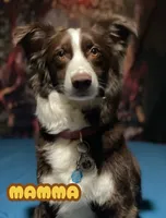 Honey Bunny, a female Border Collie for sale in Burleson, TX – 9 of 10