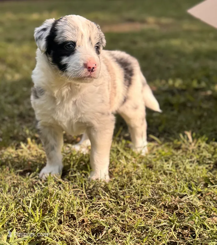 TEX – Border Collie puppy for sale in Burleson, TX