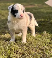 TEX, a male Border Collie for sale in Burleson, TX – 1 of 10